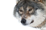 Wolf (Canis lupus)