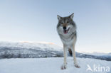 Grey Wolf (Canis lupus)
