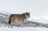 Grey Wolf (Canis lupus)