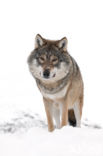 Grey Wolf (Canis lupus)