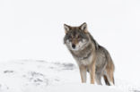 Wolf (Canis lupus)