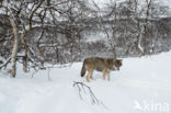 Grey Wolf (Canis lupus)