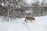 Grey Wolf (Canis lupus)