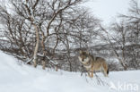 Grey Wolf (Canis lupus)