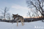 Grey Wolf (Canis lupus)