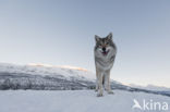 Grey Wolf (Canis lupus)