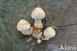 Wollige bundelzwam (Pholiota populnea)