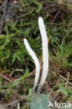 Wormvormige knotszwam (Clavaria fragilis) 