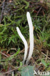 Clavaria fragilis