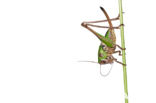 Wart-biter (Decticus verrucivorus)