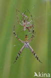 wasp spider (Argiope bruennichi)