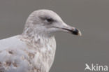 Zilvermeeuw (Larus argentatus)