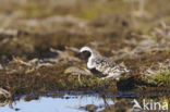 Grey Plover (Pluvialis squatarola)