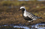 Grey Plover (Pluvialis squatarola)