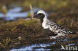 Grey Plover (Pluvialis squatarola)