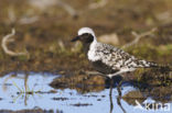 Grey Plover (Pluvialis squatarola)