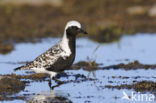 Grey Plover (Pluvialis squatarola)