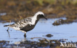 Grey Plover (Pluvialis squatarola)