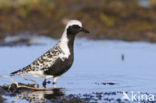 Grey Plover (Pluvialis squatarola)