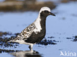 Grey Plover (Pluvialis squatarola)