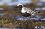 Grey Plover (Pluvialis squatarola)