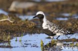 Grey Plover (Pluvialis squatarola)