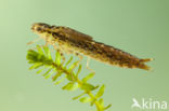 Little emperor dragonfly (Anax parthenope)