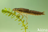 Little emperor dragonfly (Anax parthenope)