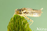 Little emperor dragonfly (Anax parthenope)