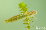 Little emperor dragonfly (Anax parthenope)