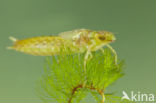 Little emperor dragonfly (Anax parthenope)