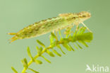 Little emperor dragonfly (Anax parthenope)