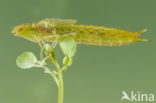 Little emperor dragonfly (Anax parthenope)