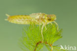 Little emperor dragonfly (Anax parthenope)