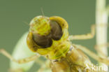 Little emperor dragonfly (Anax parthenope)