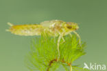 Little emperor dragonfly (Anax parthenope)