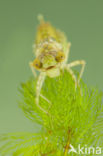 Little emperor dragonfly (Anax parthenope)