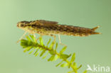 Little emperor dragonfly (Anax parthenope)