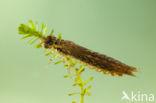 Little emperor dragonfly (Anax parthenope)