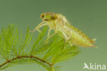 Little emperor dragonfly (Anax parthenope)