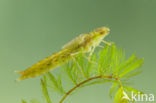 Little emperor dragonfly (Anax parthenope)