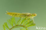 Little emperor dragonfly (Anax parthenope)