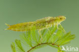 Little emperor dragonfly (Anax parthenope)