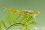 Little emperor dragonfly (Anax parthenope)