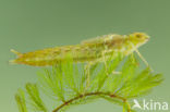 Little emperor dragonfly (Anax parthenope)