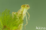 Little emperor dragonfly (Anax parthenope)