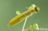 Little emperor dragonfly (Anax parthenope)