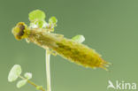 Little emperor dragonfly (Anax parthenope)