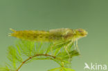 Little emperor dragonfly (Anax parthenope)