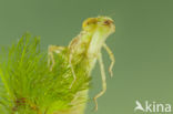 Little emperor dragonfly (Anax parthenope)